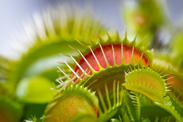 Carnivorous Plants: Nature's Unique Predators