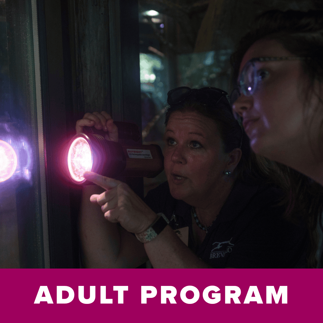 Adult Overnight: Creature Feature