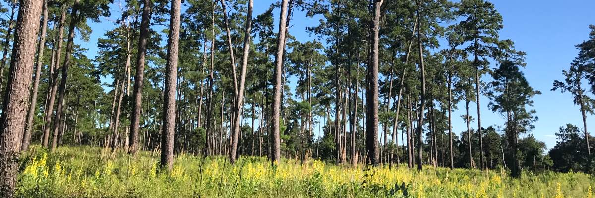 GWTC Pine Run 20K at Tall Timbers