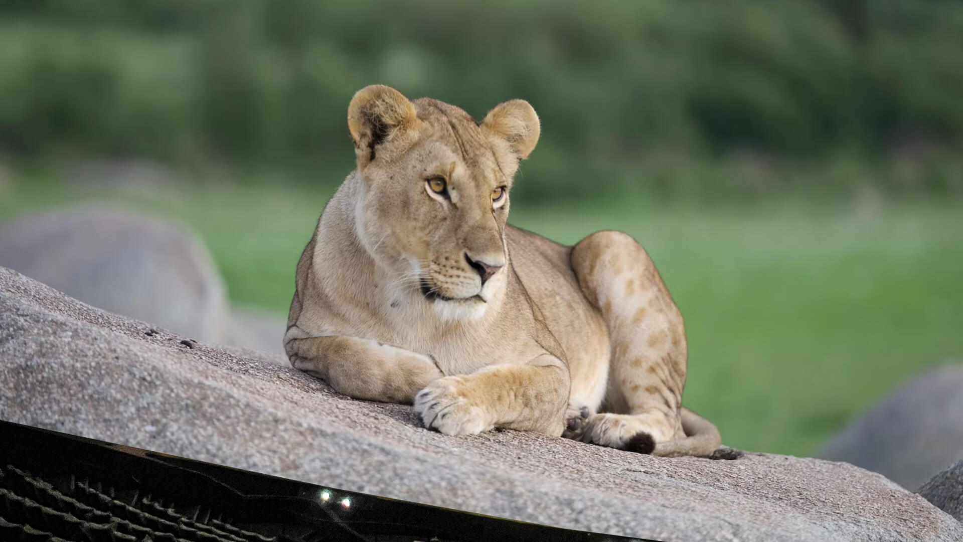 Serengeti