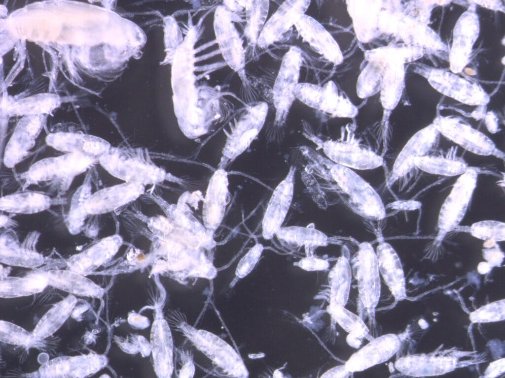 Zooplankton Distribution in Apalachicola Bay