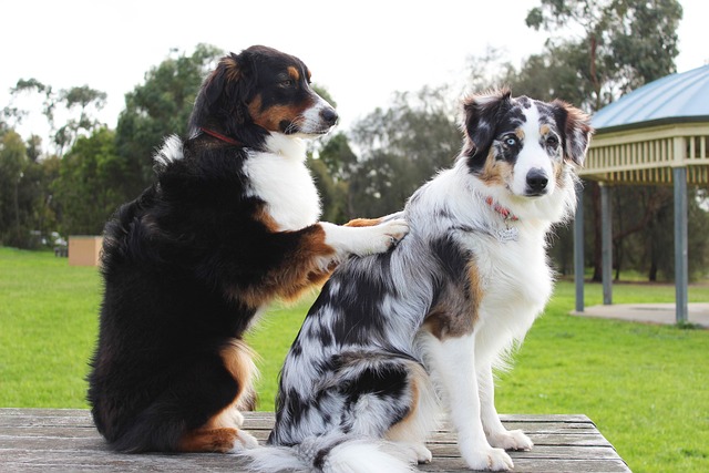 Dog Tales