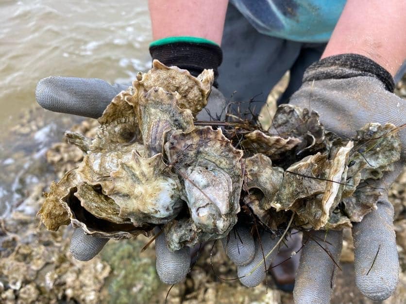 Oyster Ecology