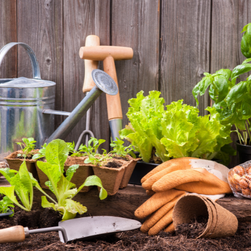 Ask a Master Gardener